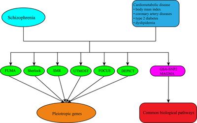 Integrated Analysis of Summary Statistics to Identify Pleiotropic Genes and Pathways for the Comorbidity of Schizophrenia and Cardiometabolic Disease